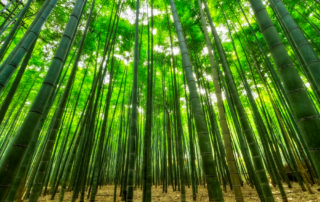 Bamboo Trees